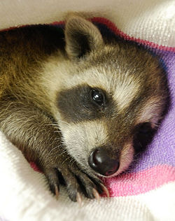 BAby raccoon.jpg