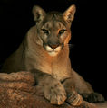 Cougar (P. concolor) Genus: Puma