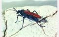 Tarantula Hawk Wasp (Pepsis sp.) Family: Pompilidae