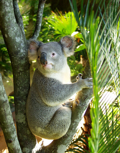 File:Koala .jpg