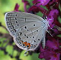 Eastern tailed-blue butterfly (Cupido comyntas) Family: Lycaenidae