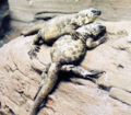Thumbnail for version as of 03:11, 31 December 2006