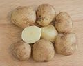Timo potato (S. tuberosum)