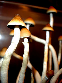 Psilocybe cubensis.jpg