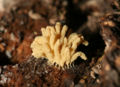 Slime mold Phylum: Amoebozoa