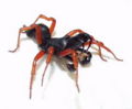atypical tarantula(Sphodros rufipes) Genera: Sphodros