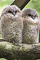 Thumbnail for version as of 20:36, 19 February 2010