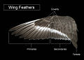 Wing feathers