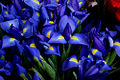 Harlequin blueflag (Iris versicolor )