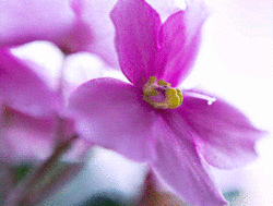 African Violet.GIF