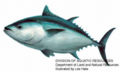 Bluefin tuna