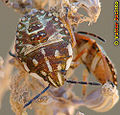 Stink Bug (Carpocoris sp)