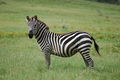 Plains Zebra (Equus quagga)