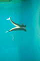 Finless Porpoise (Neophocaena phocaeniodes)