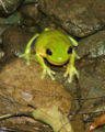 Australian green tree frog (L. caerulea ) binomial name: Litoria caerulea