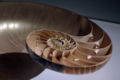 Nautilus shell showing the Golden spiral (fibonacci sequence).