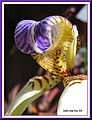 Walking Iris (Neomarica gracilis )