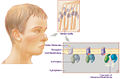 Thumbnail for version as of 20:04, 25 August 2008