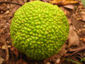 An osage orange tree fruit