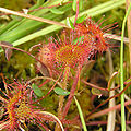 Round-leaved Sundew (Drosera rotundifolia) Genera: Drosera