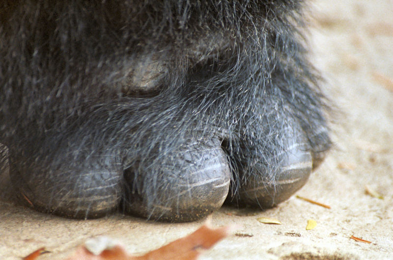 File:WesternLowlandGorilla2.jpg