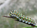 Thumbnail for version as of 17:50, 7 May 2007