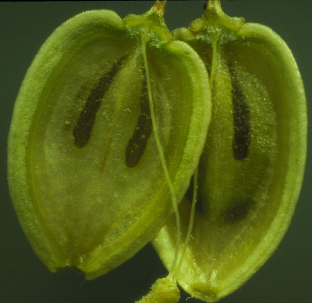 File:Apiaceae seeds.jpg