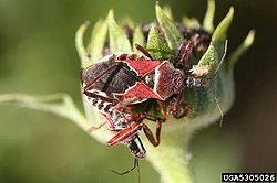 Apiomerus spissipes.jpg