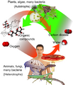 Thumbnail for version as of 19:59, 27 December 2010