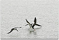 Thumbnail for version as of 01:24, 14 March 2013