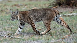 Bobcat.jpg