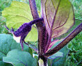 Thumbnail for version as of 03:48, 23 April 2009