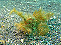 Harry Scorpionfish (S. hirsutus) Genus: Scorpaenodes