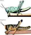 Thumbnail for version as of 19:16, 7 May 2007