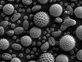 Pollen from a variety of common plants: sunflower (Helianthus annuus), morning glory (Ipomea purpurea), hollyhock (Sildalcea malviflora), lily (Lilium auratum), primrose (Oenothera fruticosa) and castor bean (Ricinus communis).]]