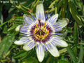 Blue Passion Flower (P.caerulea) Subtaxa:Passiflora