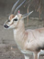 Speke's Gazelle (Gazella spekei) Species: Gazella spekei