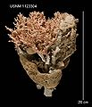 Lace Coral (S. brochi) Genus:Stylaster