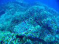 Great Barrier Reef