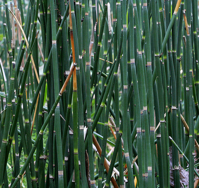 File:267389290 be86335931 b.jpg