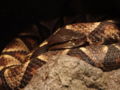 Sharp-nosed viper (D. acutus) Genus: Deinagkistrodon