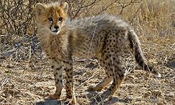 Acinonyx baby.jpg
