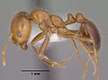 Southern Fire Ant (Solenopsis Xyloni)