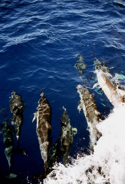 File:Dolphin Pod.jpg