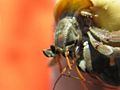 Hermit Crab (species name) Subtaxa: