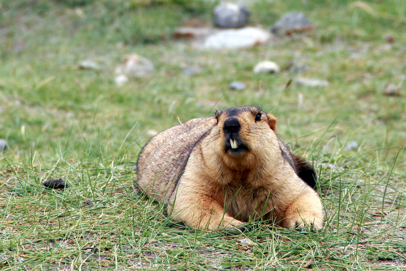 File:Himalayan Marmot.jpg