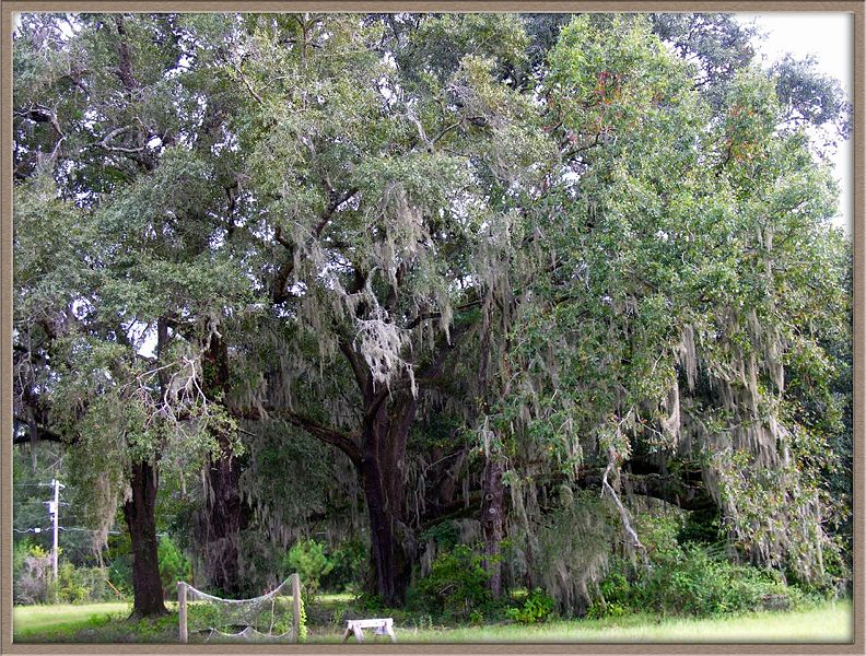 File:Oak tree 5.jpg