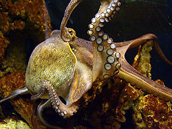 Octopusvulgaris.jpg