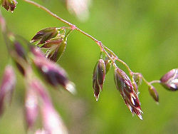 Poa pratensis.jpg