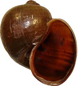 Shell.jpg